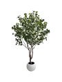 Planta Artificial Arbol del Dinero 210 Cm 12 Ramas