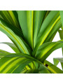 Planta Artificial Dracaena 130cm